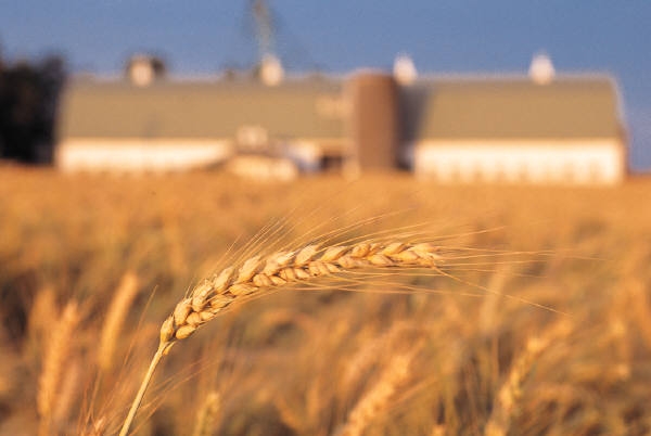 spiga di grano.jpg