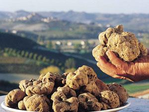 truffe_blanche