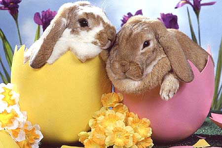 hotel-a-pasqua