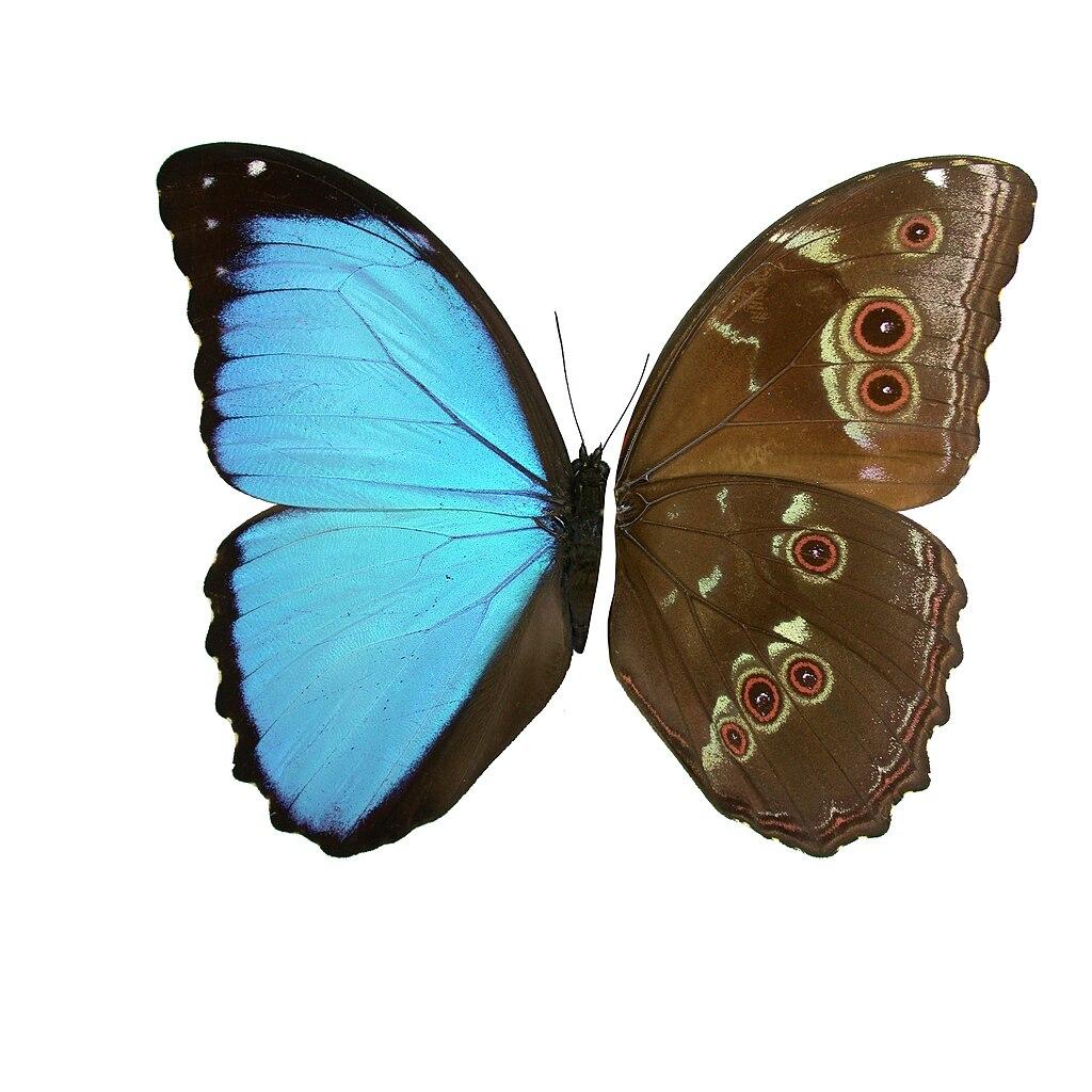 morpho_menelaus_mv