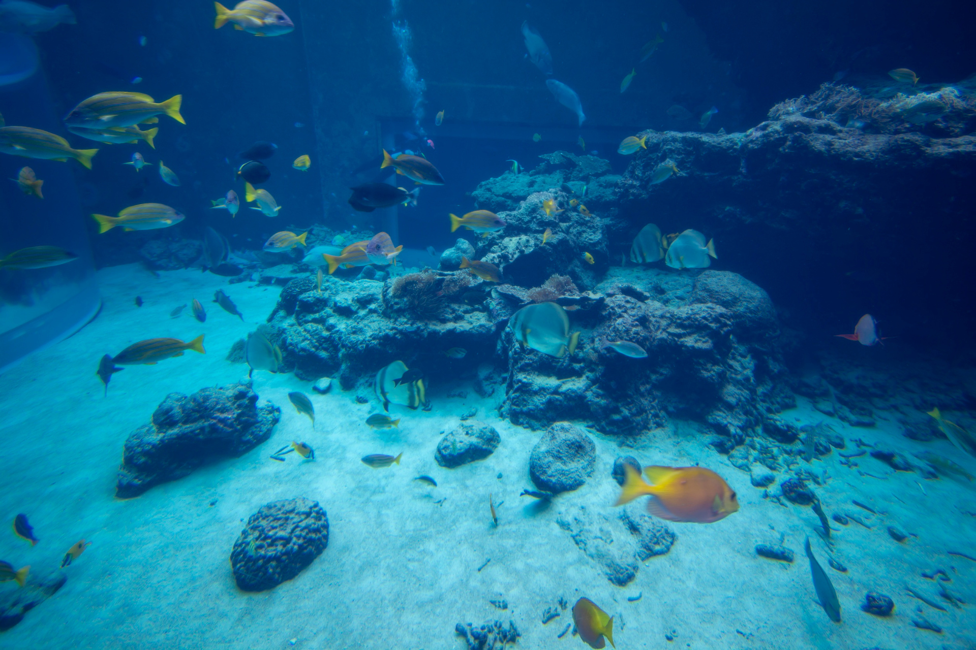 Acquario di Cattolica: cosa sapere prima di visitarlo (prezzi, orari, consigli)